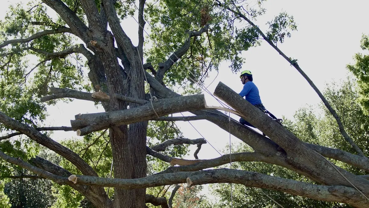 Professional Hazardous Tree Removal performed by certified arborists in Rome